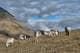 Åshild Ønvik Pedersen / Norsk Polarinstitutt En flokk svalbardrein beiter i en fjellside med bratte, steinete fjell i bakgrunnen. (Bildebeskrivelsen er laget av en KI-tjeneste)