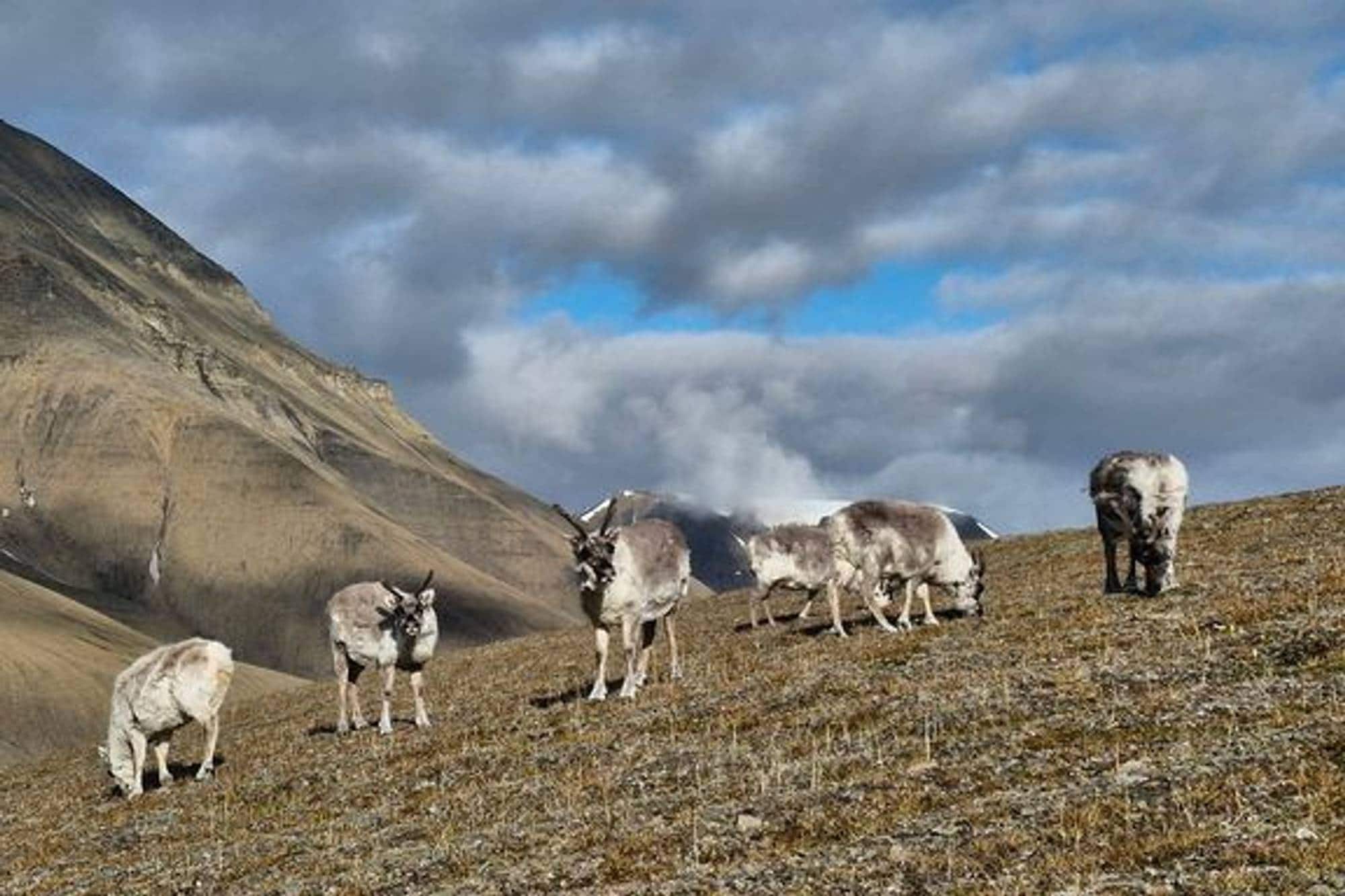 En flokk svalbardrein beiter i en fjellside med bratte, steinete fjell i bakgrunnen. (Bildebeskrivelsen er laget av en KI-tjeneste)
