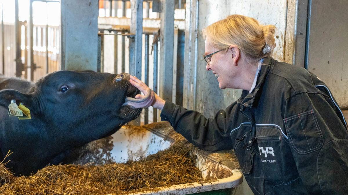 Norsk forskning løste verdens sædproblem hos okserase