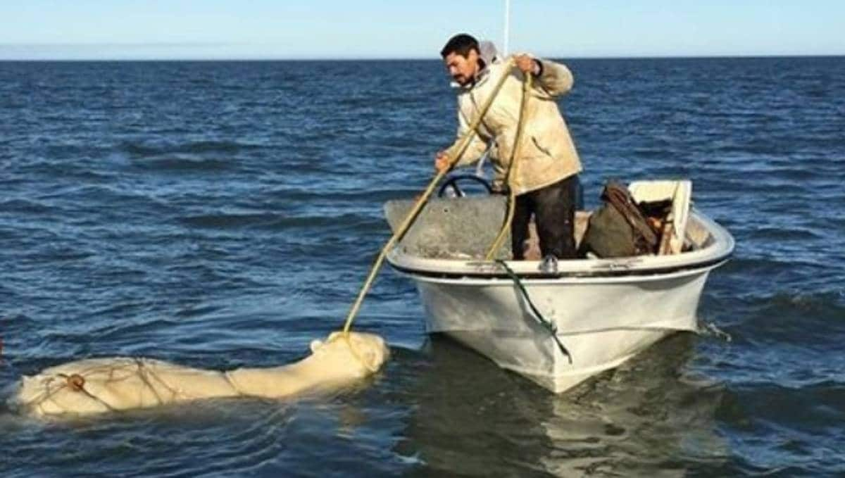 Polar bear saved from drowning – NRK Sápmi