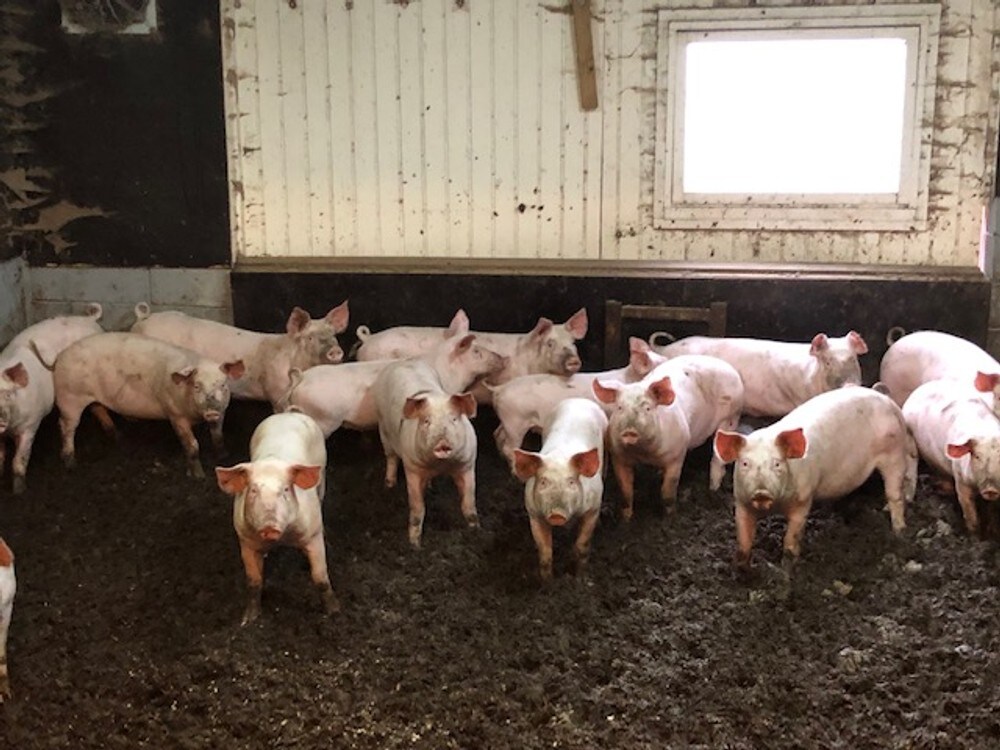 Kjendiser lover grisefri sommer – er allerede veganere
