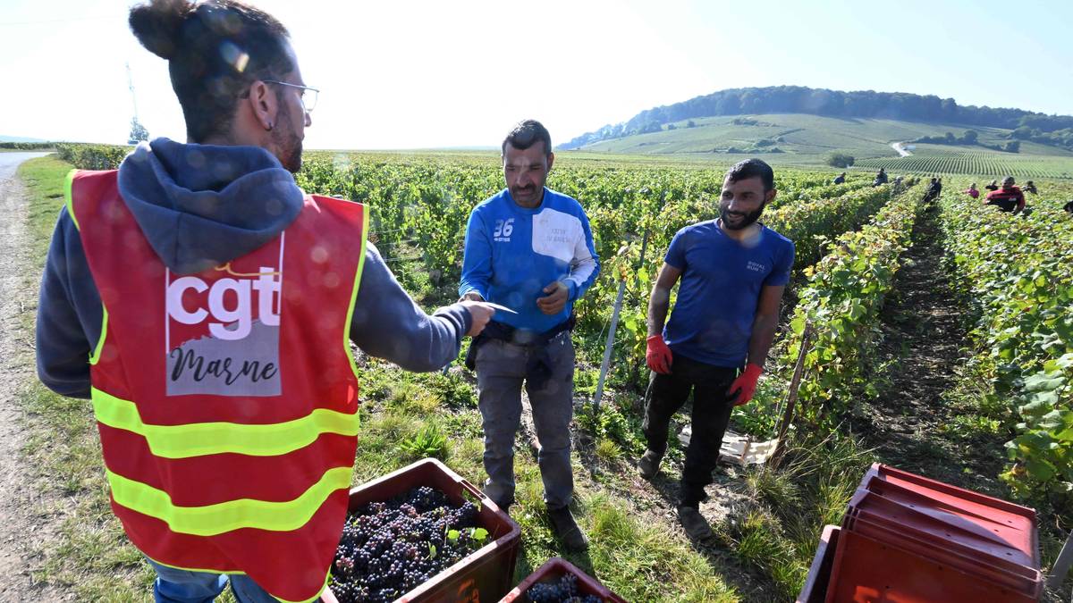 Menneskehandel på franske vinmarker i Champagne