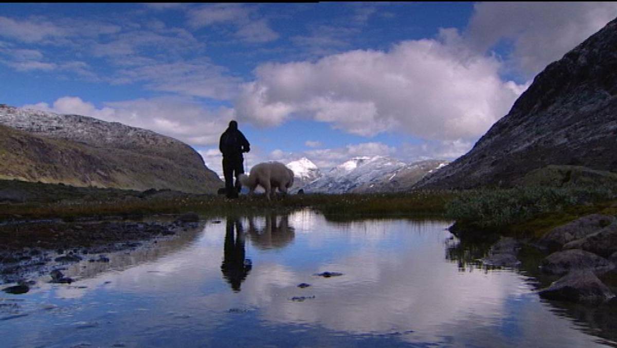 Sofus Vaktar Sauene Nrk Vestland 