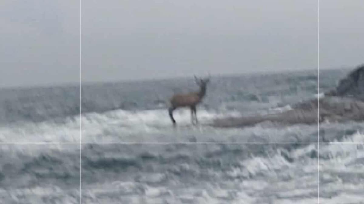Fisket hummer og møtte på hjort: – Vært på øyhopping
