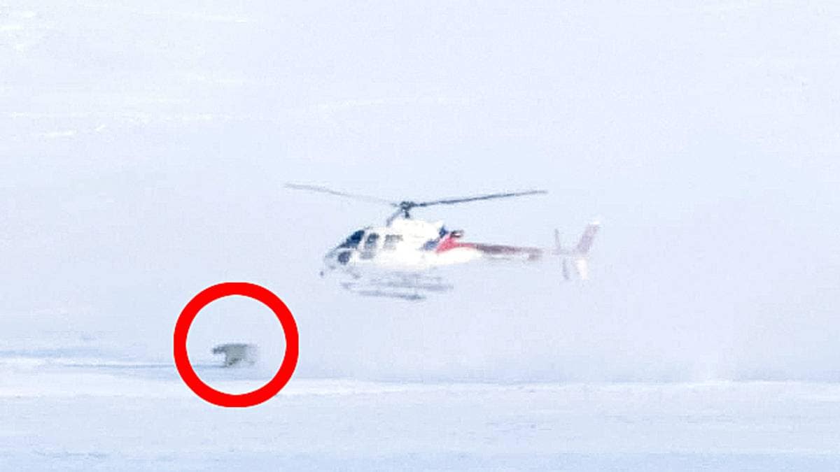 Mener forskere trakasserer isbjørn på Svalbard: – Vi hadde tårer i øynene mine