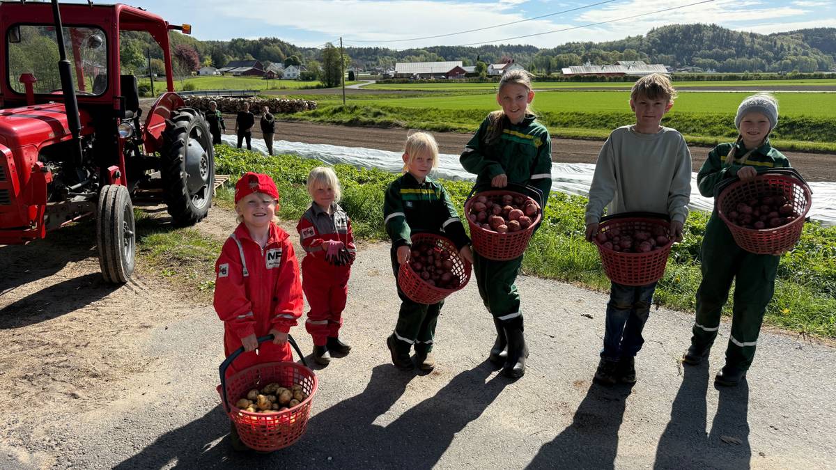 Svært tidlig potethøst i Reddal