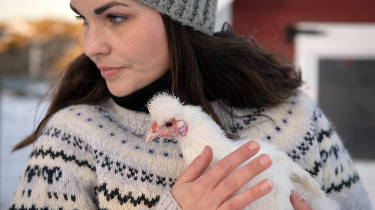 Høna Turid på Vokkøya