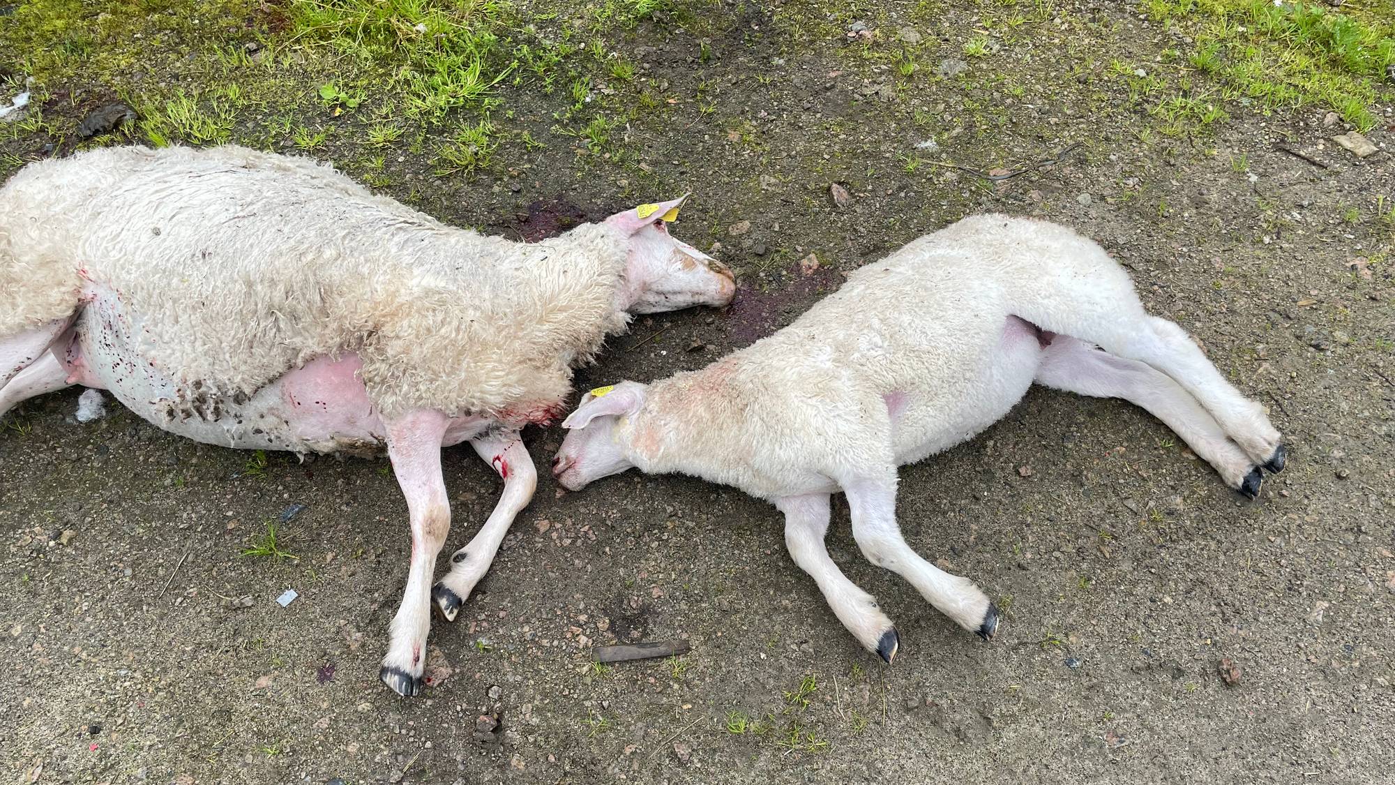 To sauer som ligger død på bakken. 