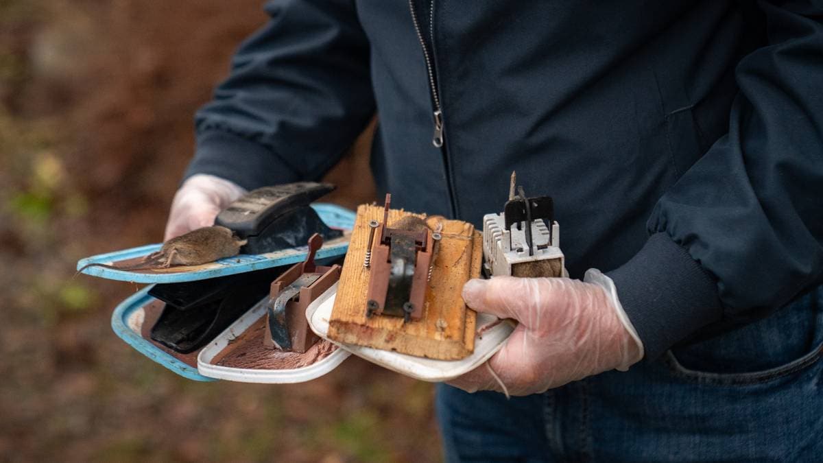 Oskar har tatt over 160 mus i høst