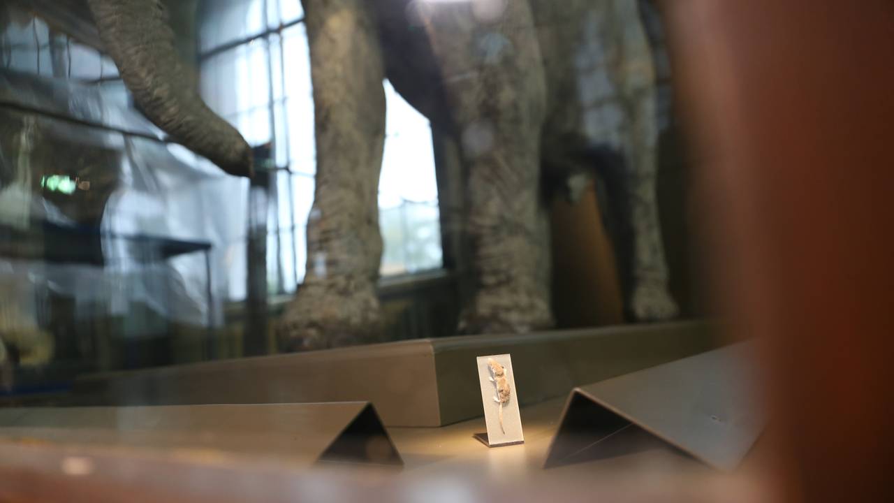Verdas minste og største landpattedyr: Pygméspissmus og afrikansk elefant, Universitetsmuseet Bergen