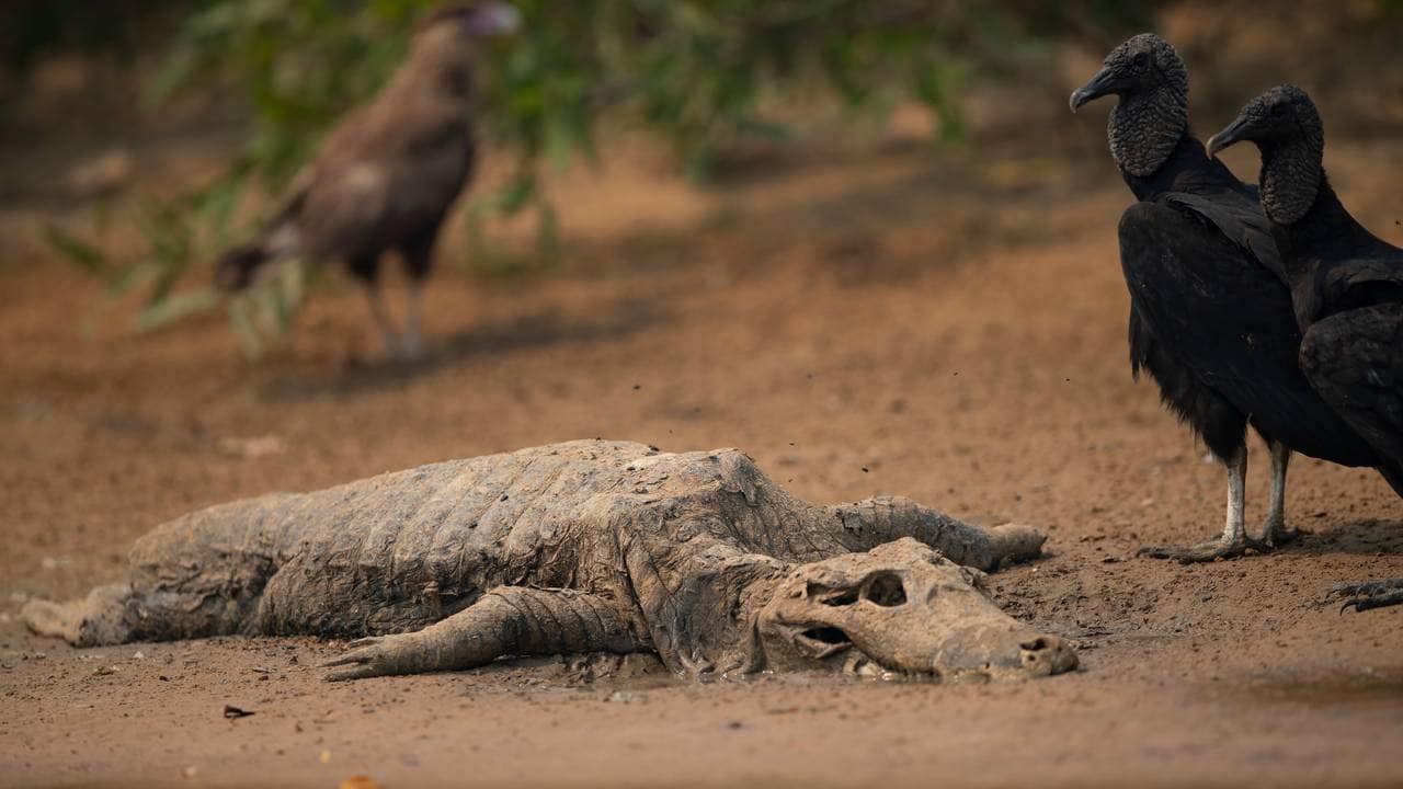 Alligator and vultures. 