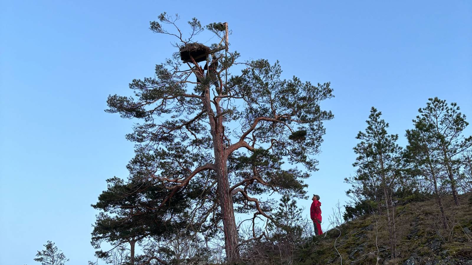 Direkte fra ørneredet
