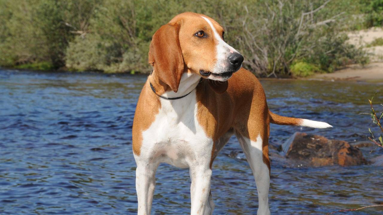 Hygenhund