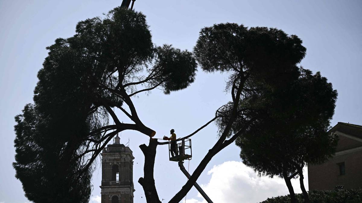 Hugger ned historiske trær i Roma