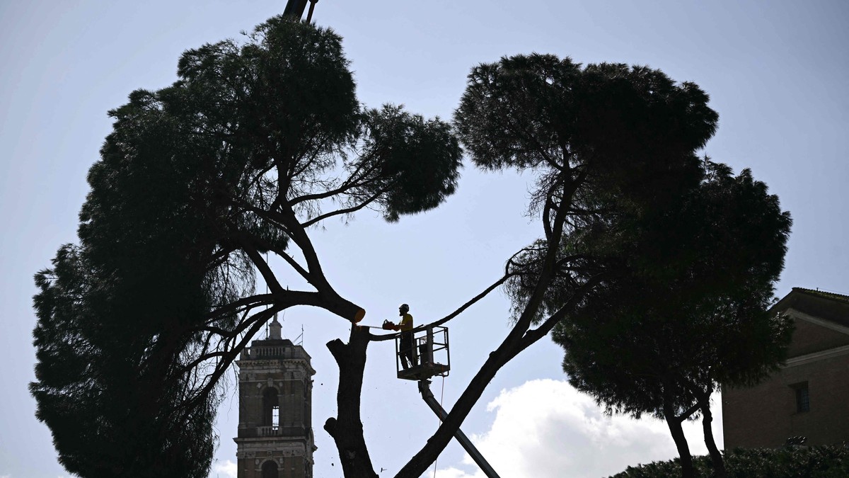 Hugger ned historiske trær i Roma