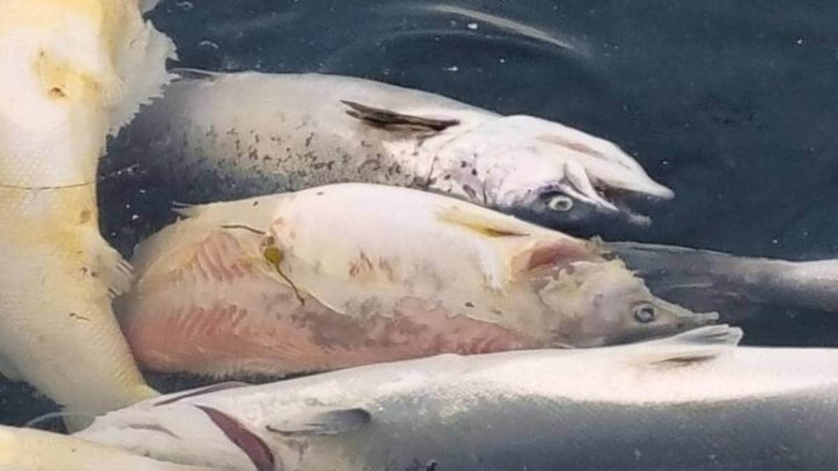 Fiskeselskaper rystet av NRK-avsløringer om massedød av laks – NRK Norge – Oversikt over nyheter fra ulike deler av landet