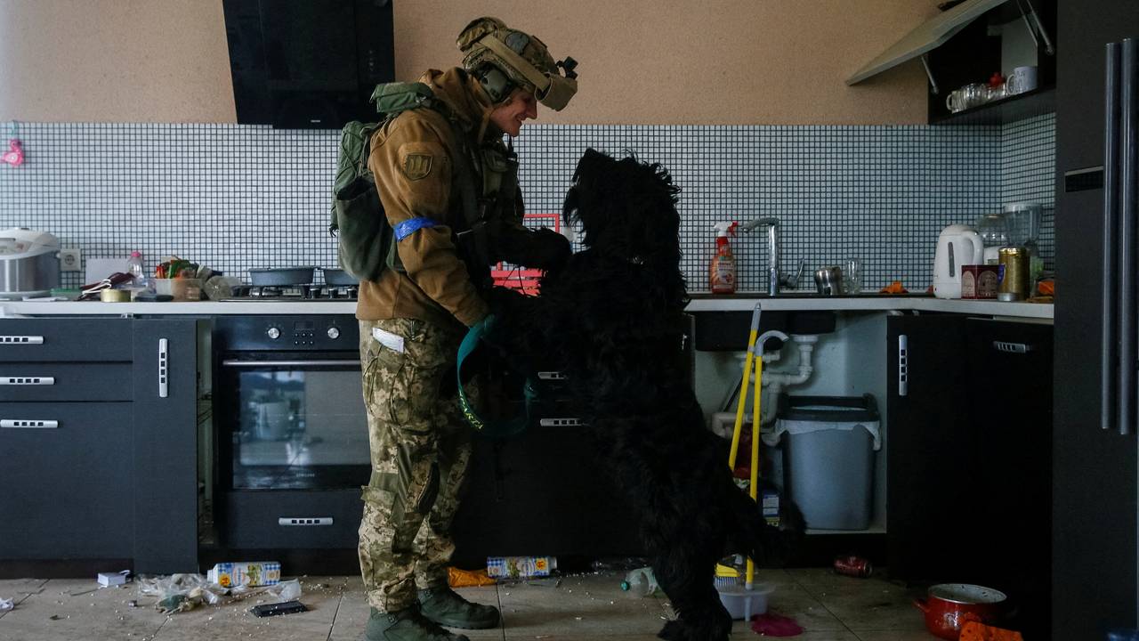 Soldat møter hund i leilighet.