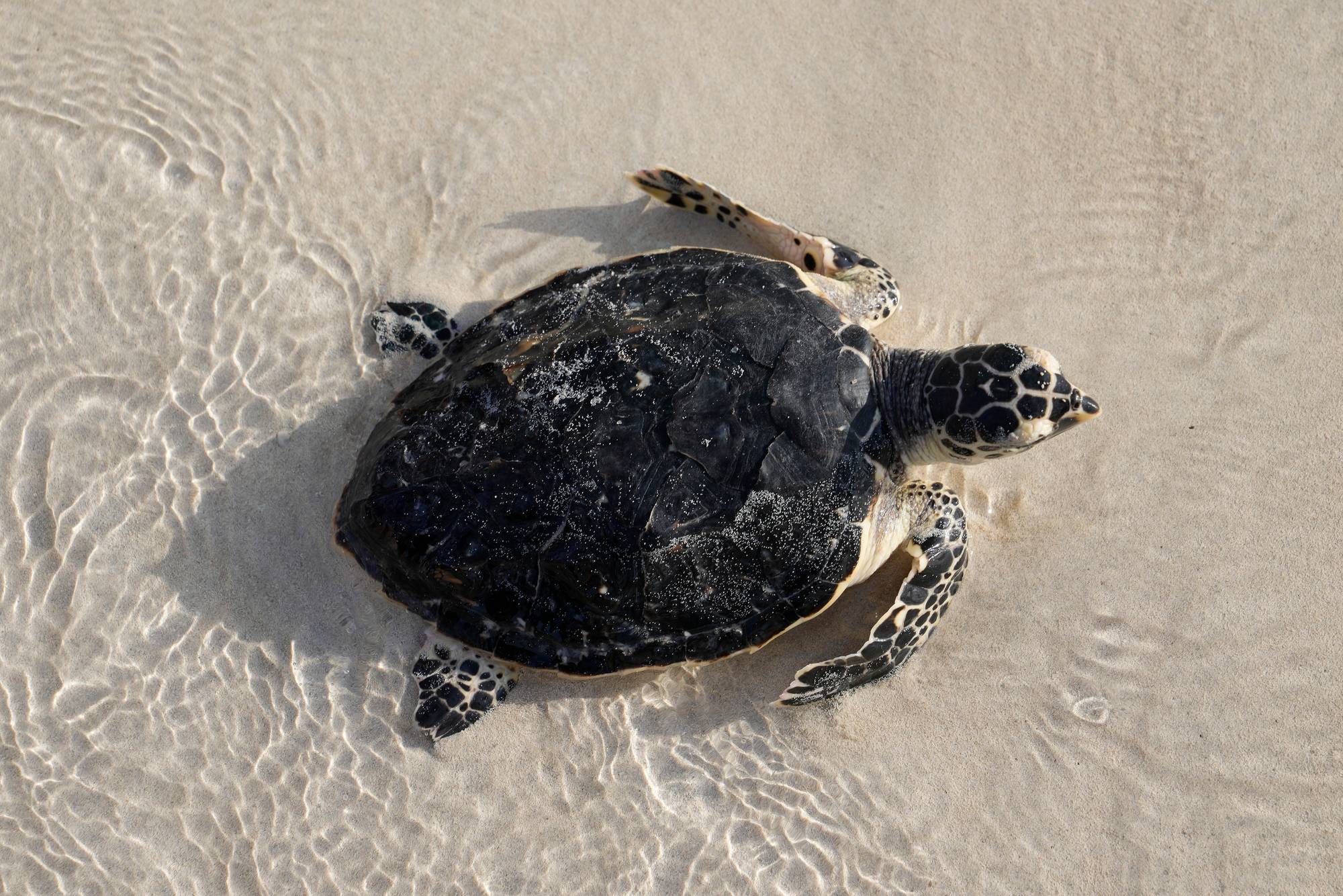 Mørk skilpadde på strand i lavt vann