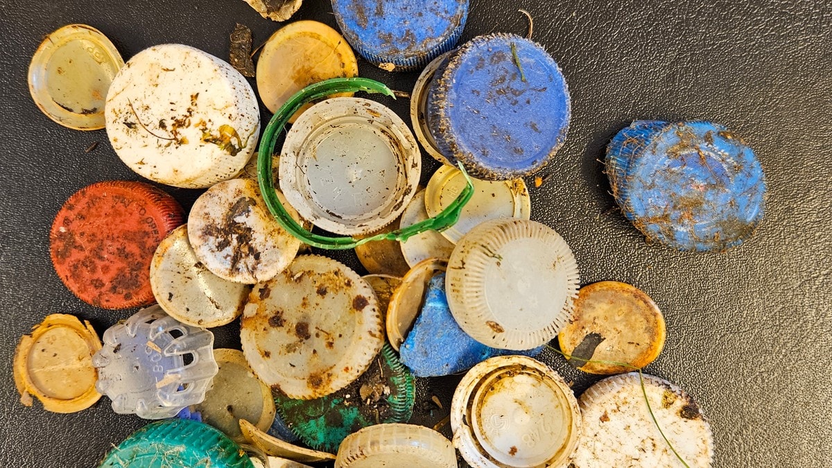 Finn langt færre bruskorkar i Oslofjorden: – Ser jo at det nyttar