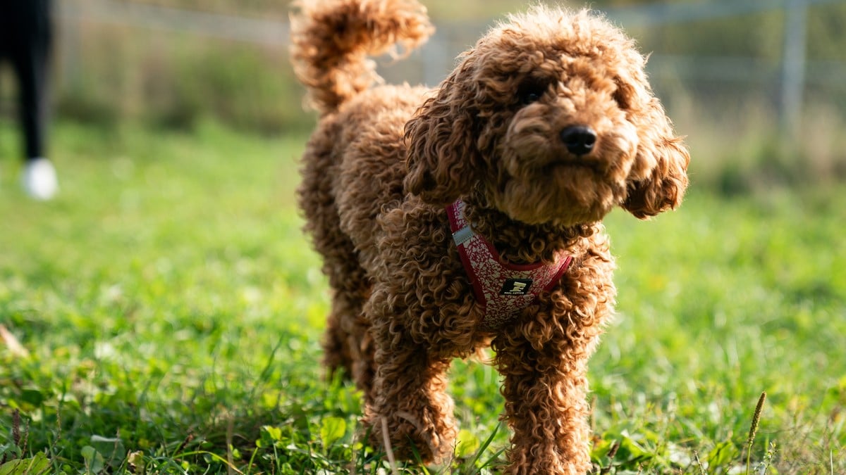 Mattilsynet endrer reiseråd for hund to ganger på én uke