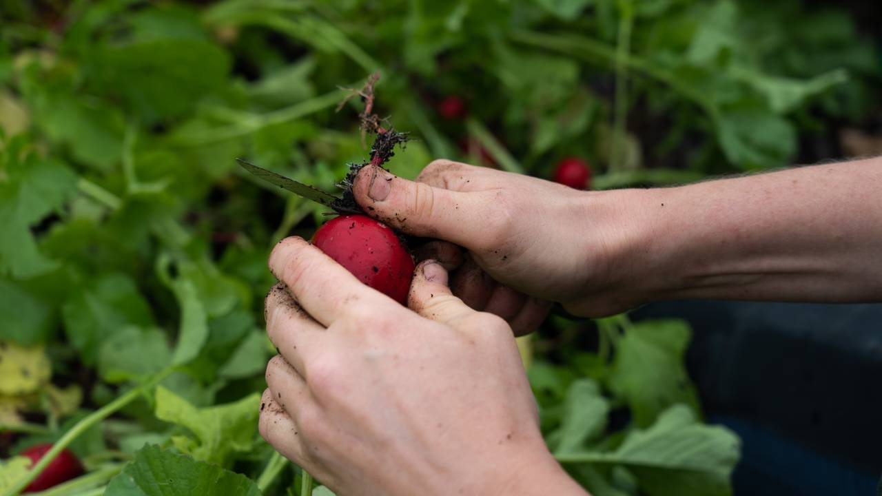 Marte Olsen tar opp reddik frå åkeren