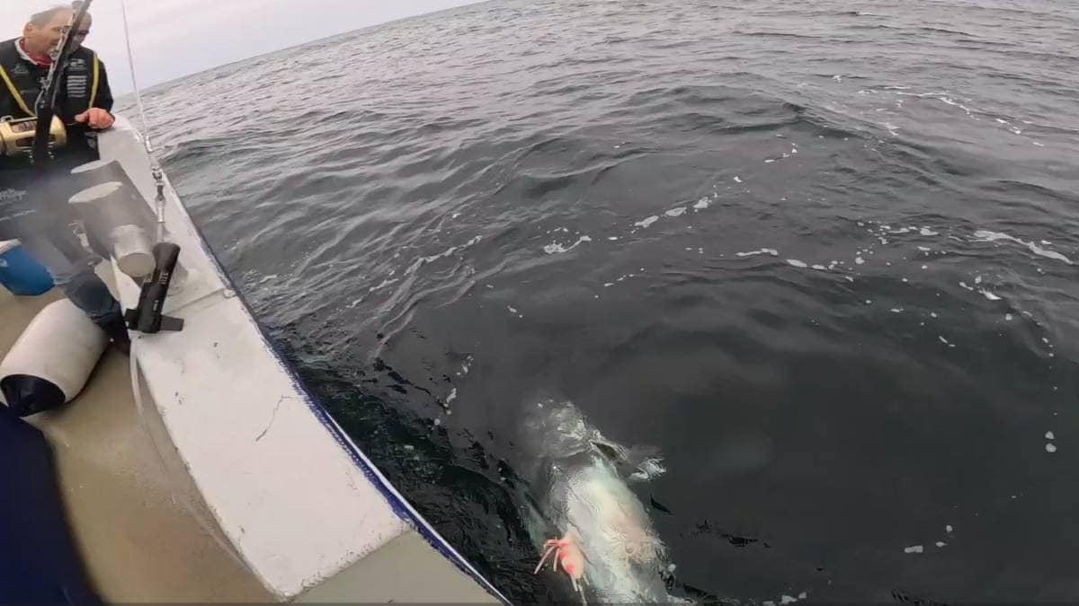 Norge får økt kvote på makrellstørje – 25 prosent opp