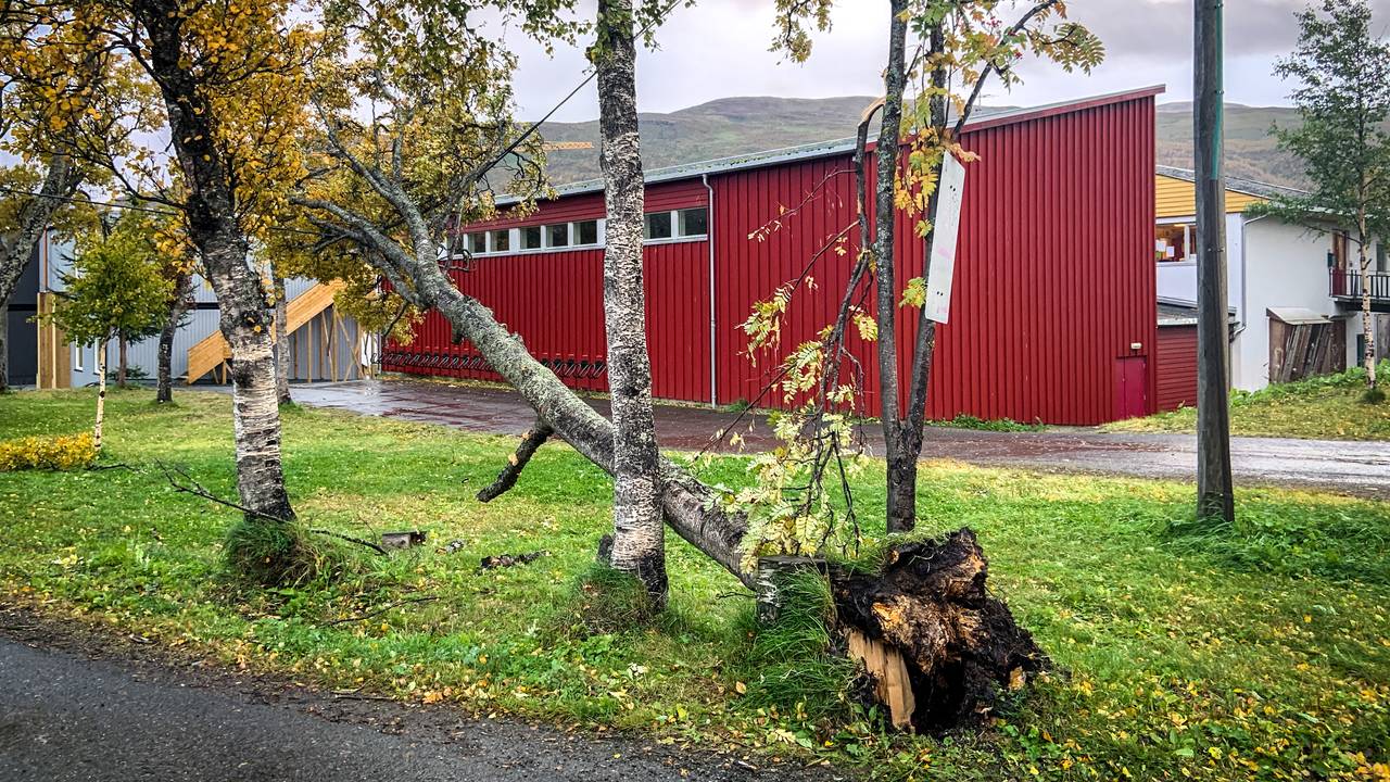Tre over strømledning