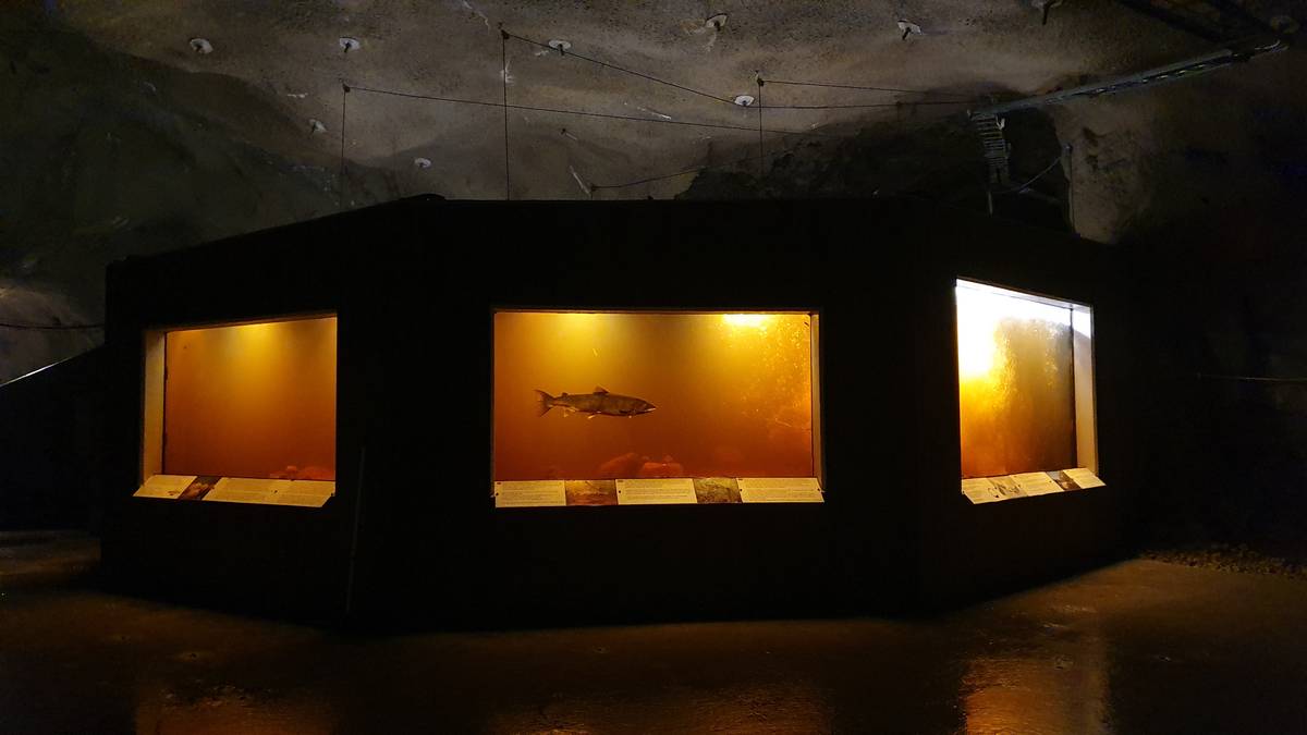 Rekord for fisketrappen