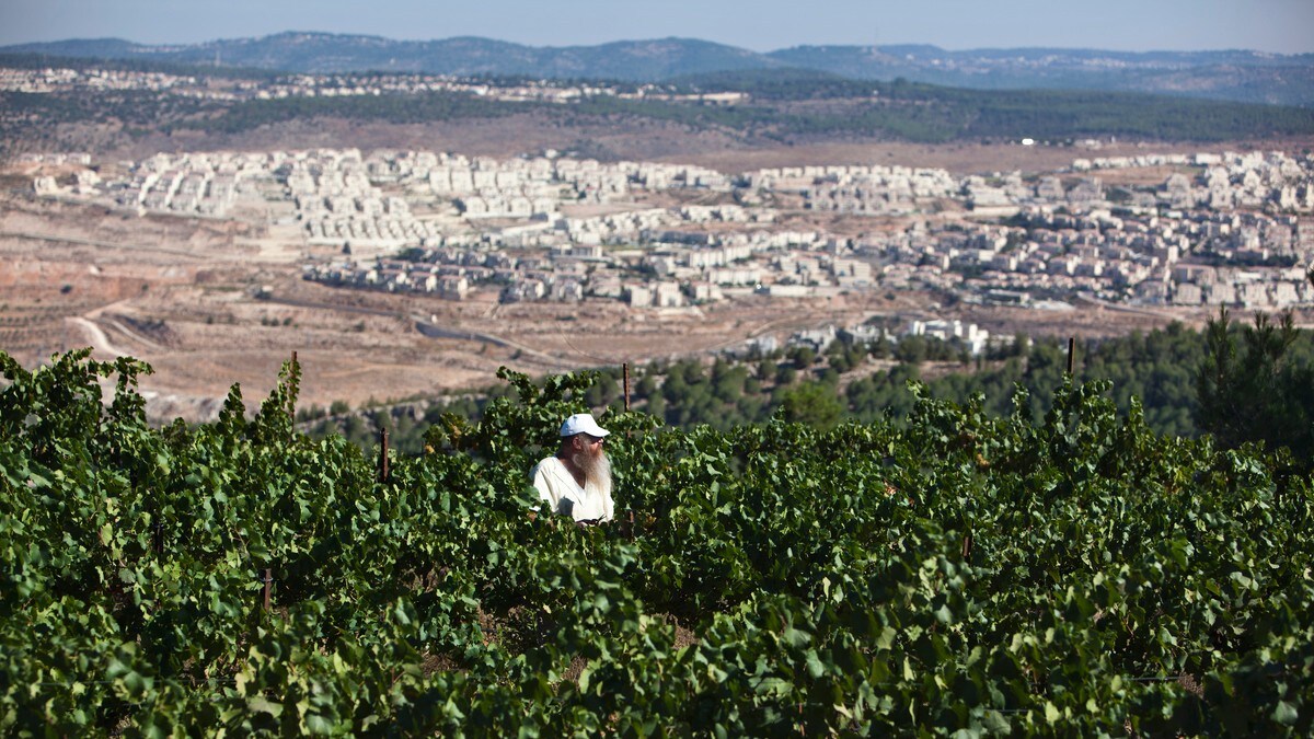 Strid om israelsk vin bør ut av Vinmonopolet
