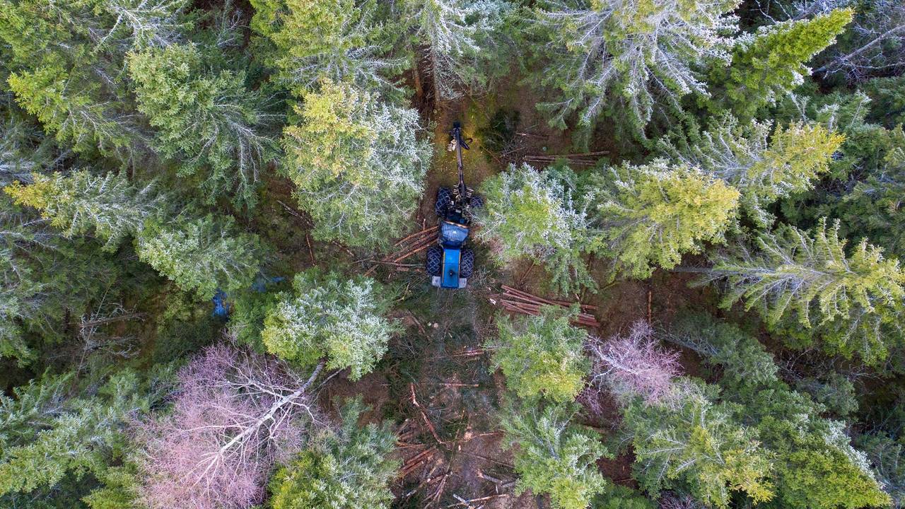 skog gra hogst