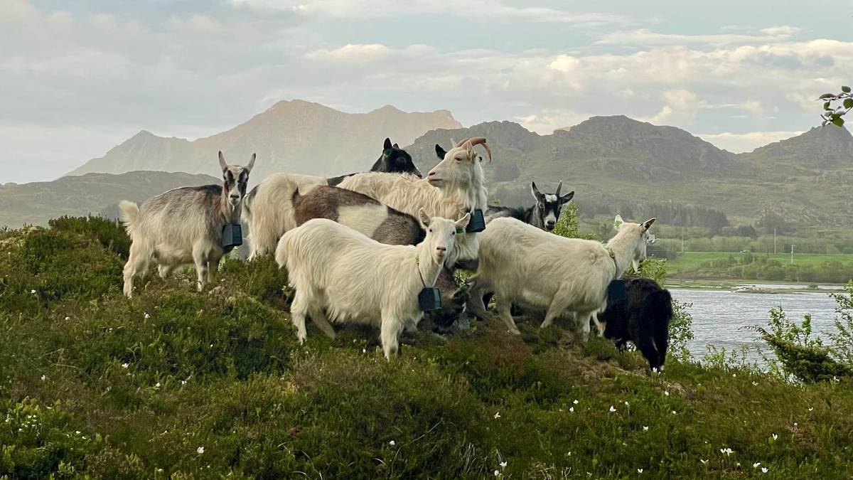 Goats 'mow grass' using new technology – and are now on the run – NRK Nordland