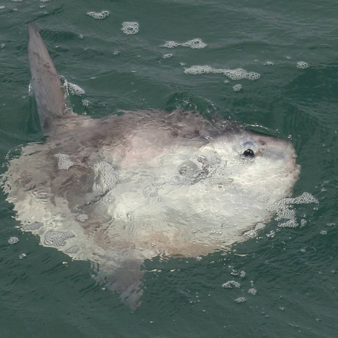 Månefisk, Skokholm i Wales