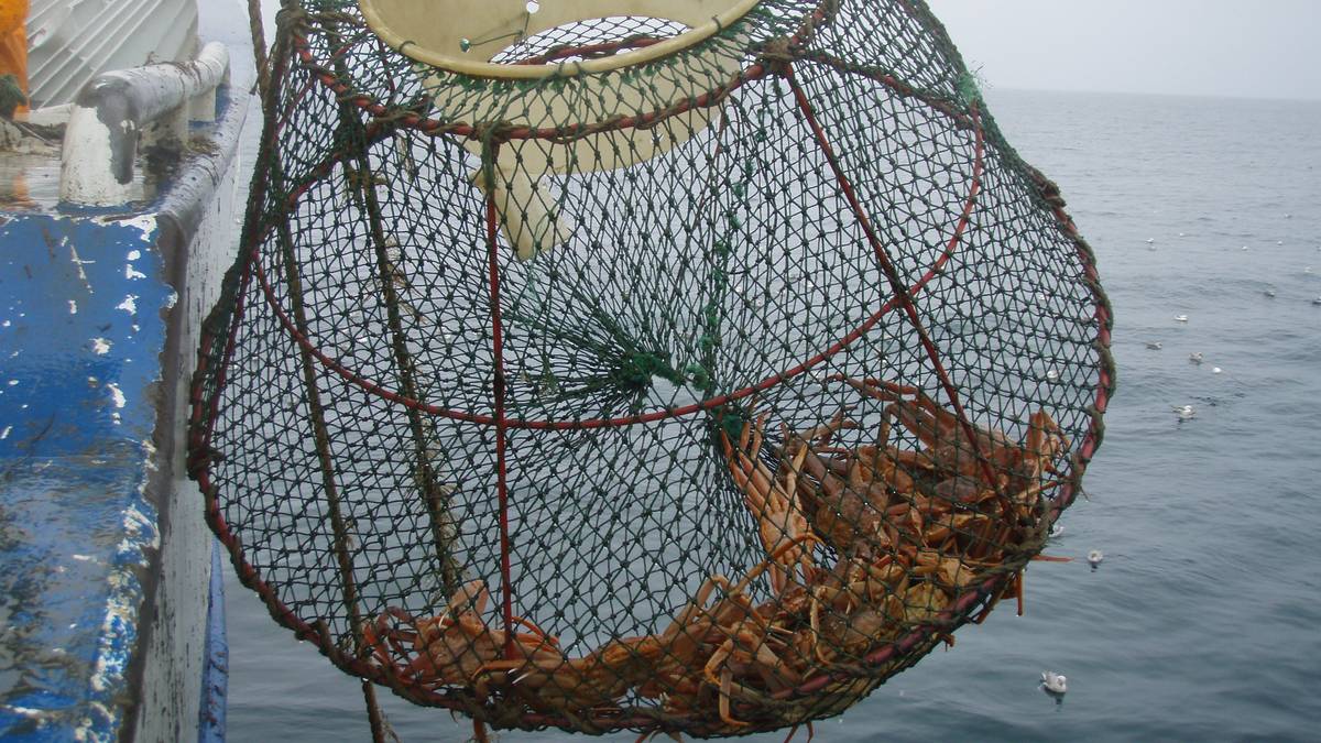 Fisket 300 snøkrabbeteiner under rekefiske: – Miljøsvineri – NRK Nordland