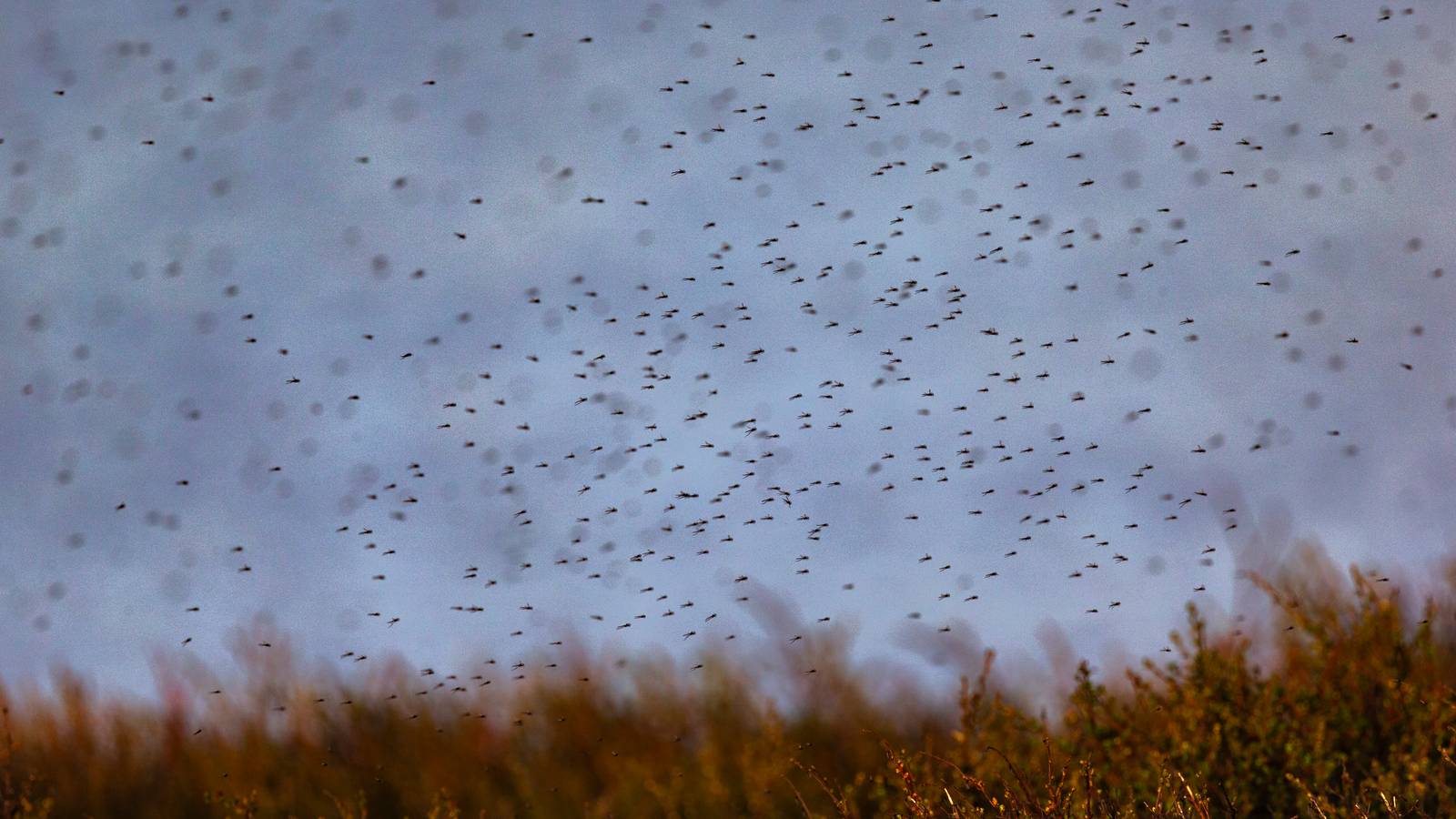 Mygg Insektekspert Mari Steinert kommer med det du trenger å vite om mygg ...