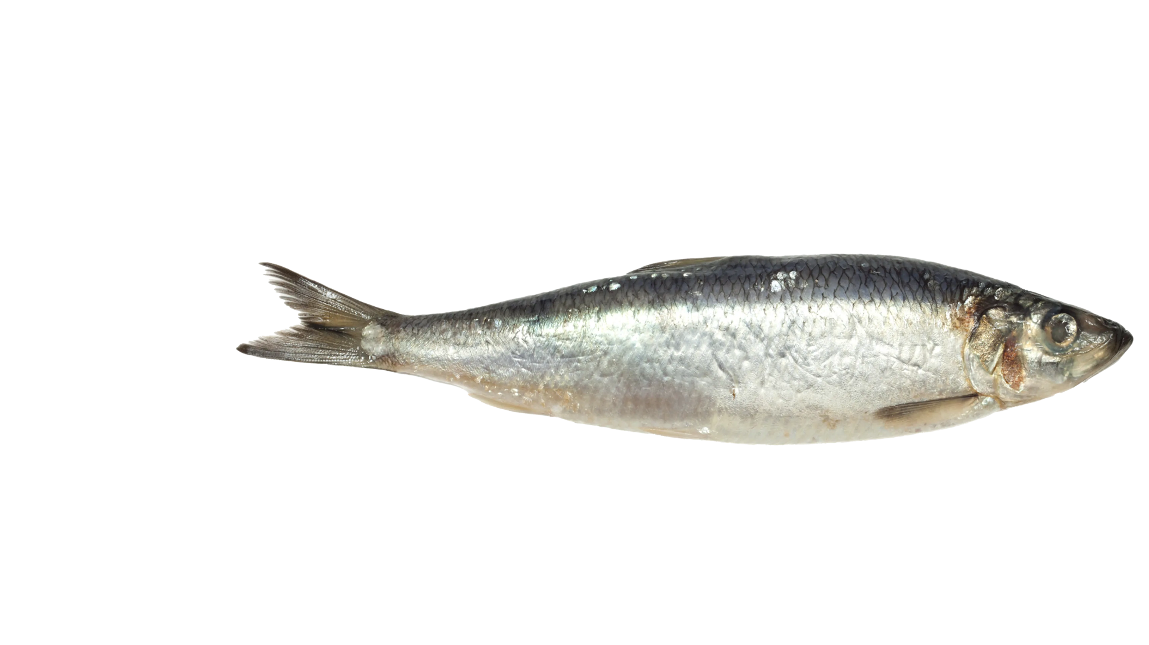 Sild