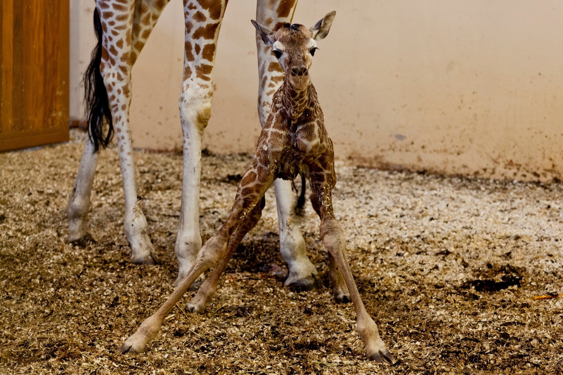 Сколько всего детенышей жирафа родилось за два. Новорожденный Жираф. Детёныш жирафа новорожденный. Жираф с детенышем. Рождение жирафа.