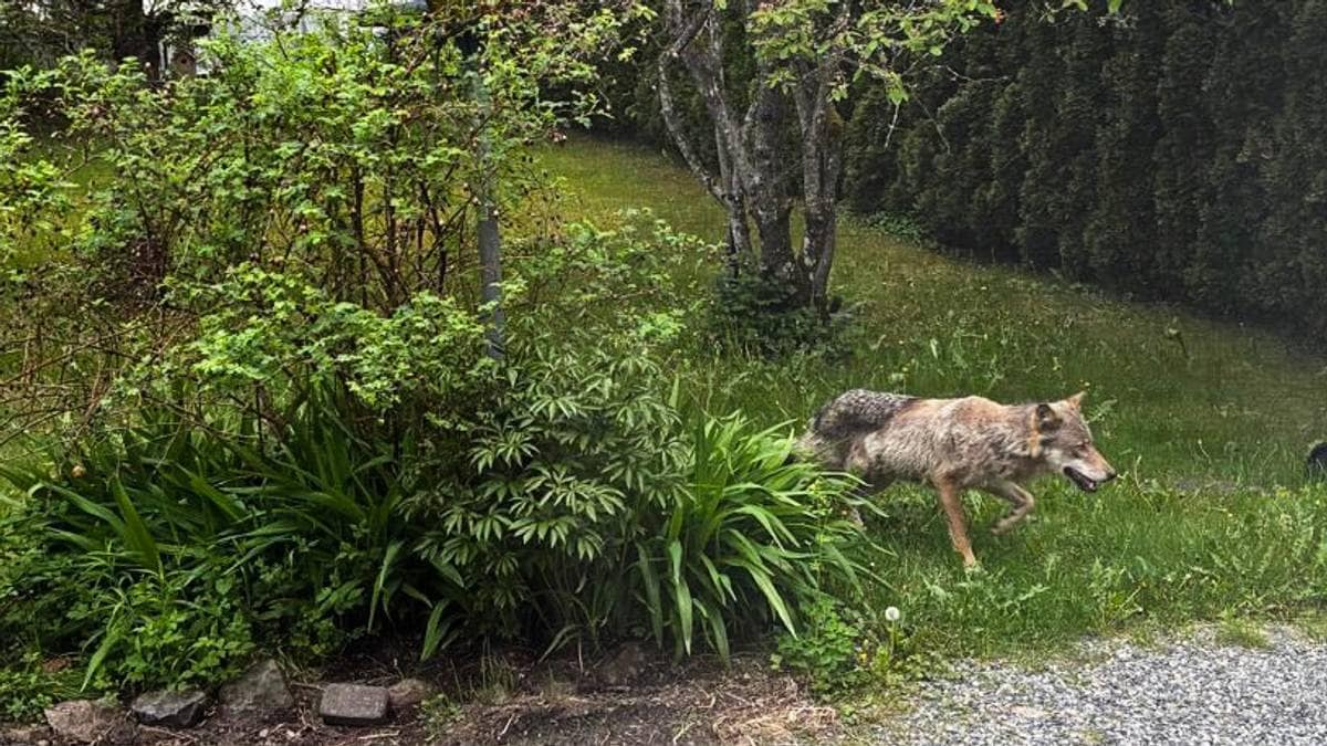 To ulver observert på Østlandet: – Venter litt med å klippe plenen