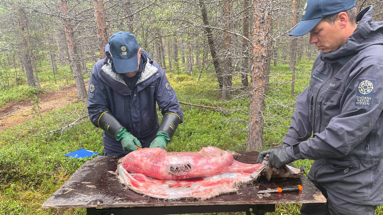 Reinkadaver funnet i Ábborašša reinbeitedistrikt