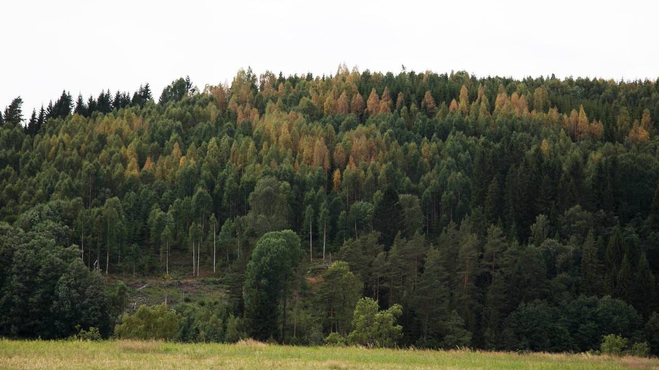 Høstfarger i juni