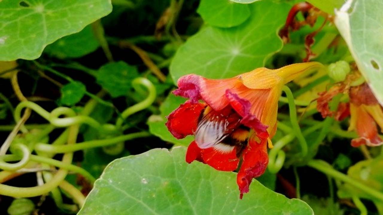 Humle i blomst