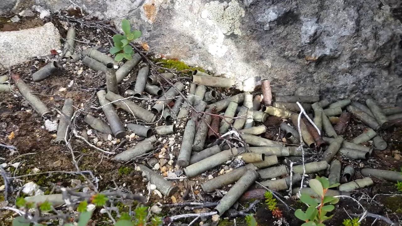 Hylser på Narvikfjellet