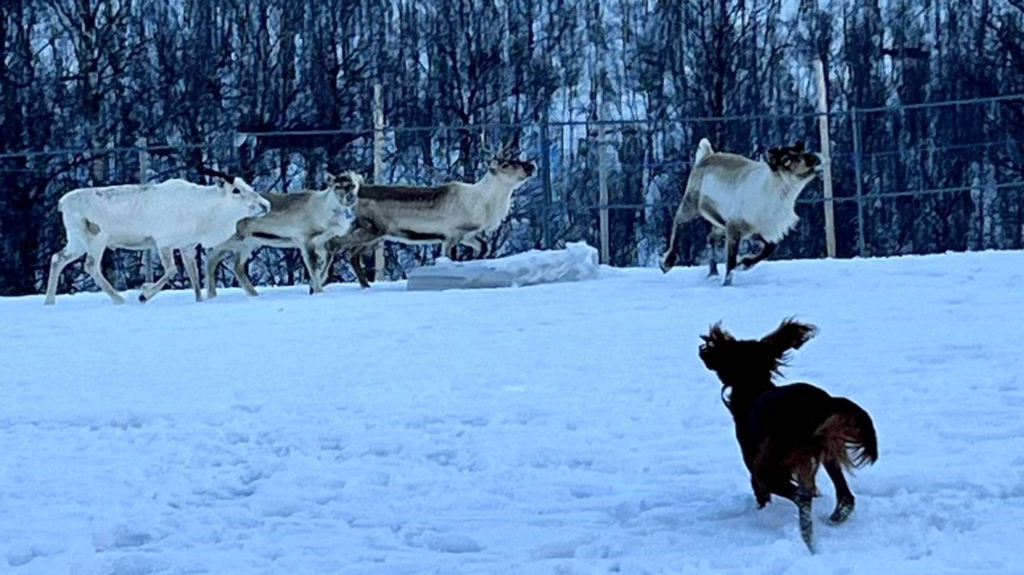 
En hund som løper i snøen mot noen rein. 