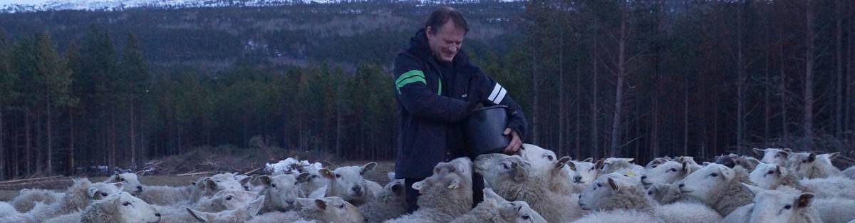 Er Det Lov Med Geit I Finnmark