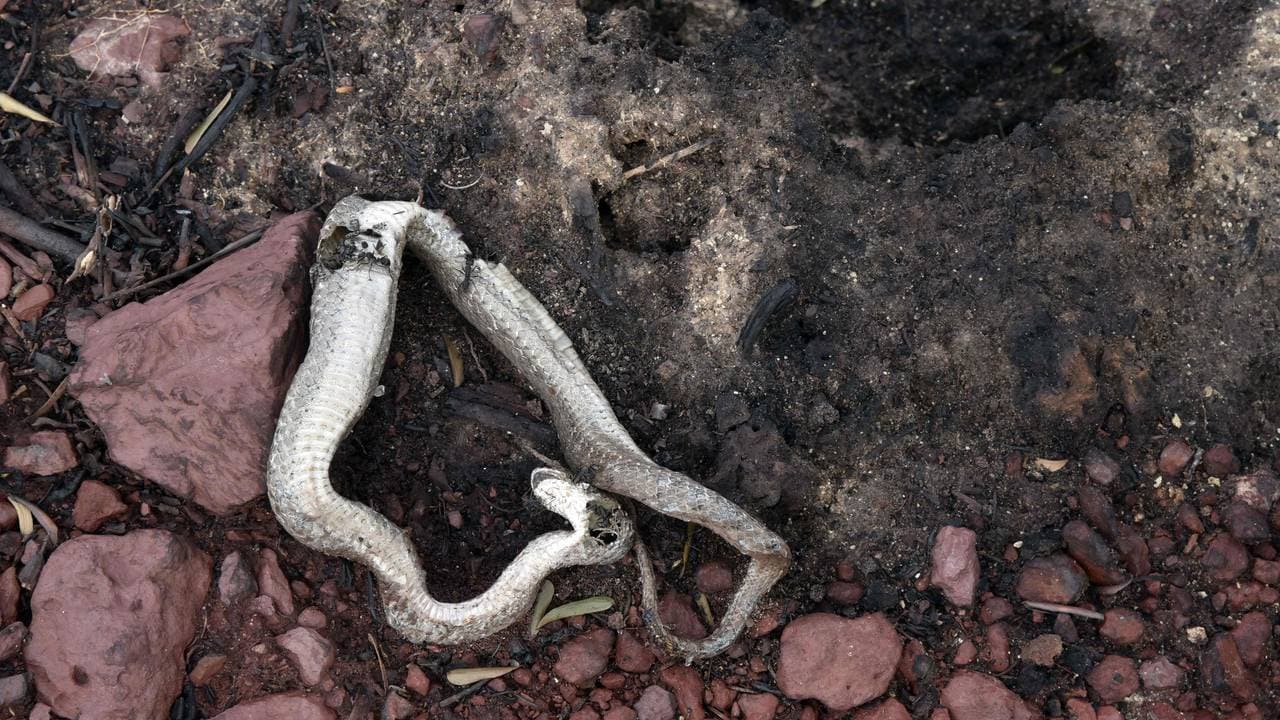 Dead snake after fires in Brazil