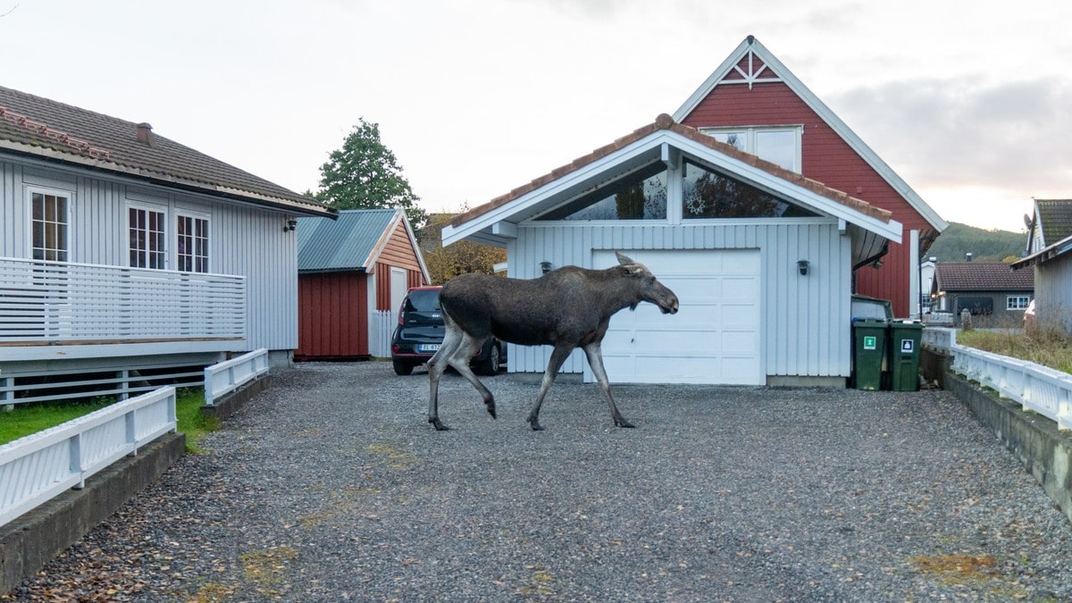 Fryktar elg kan gå til angrep på små barn i byggefelt