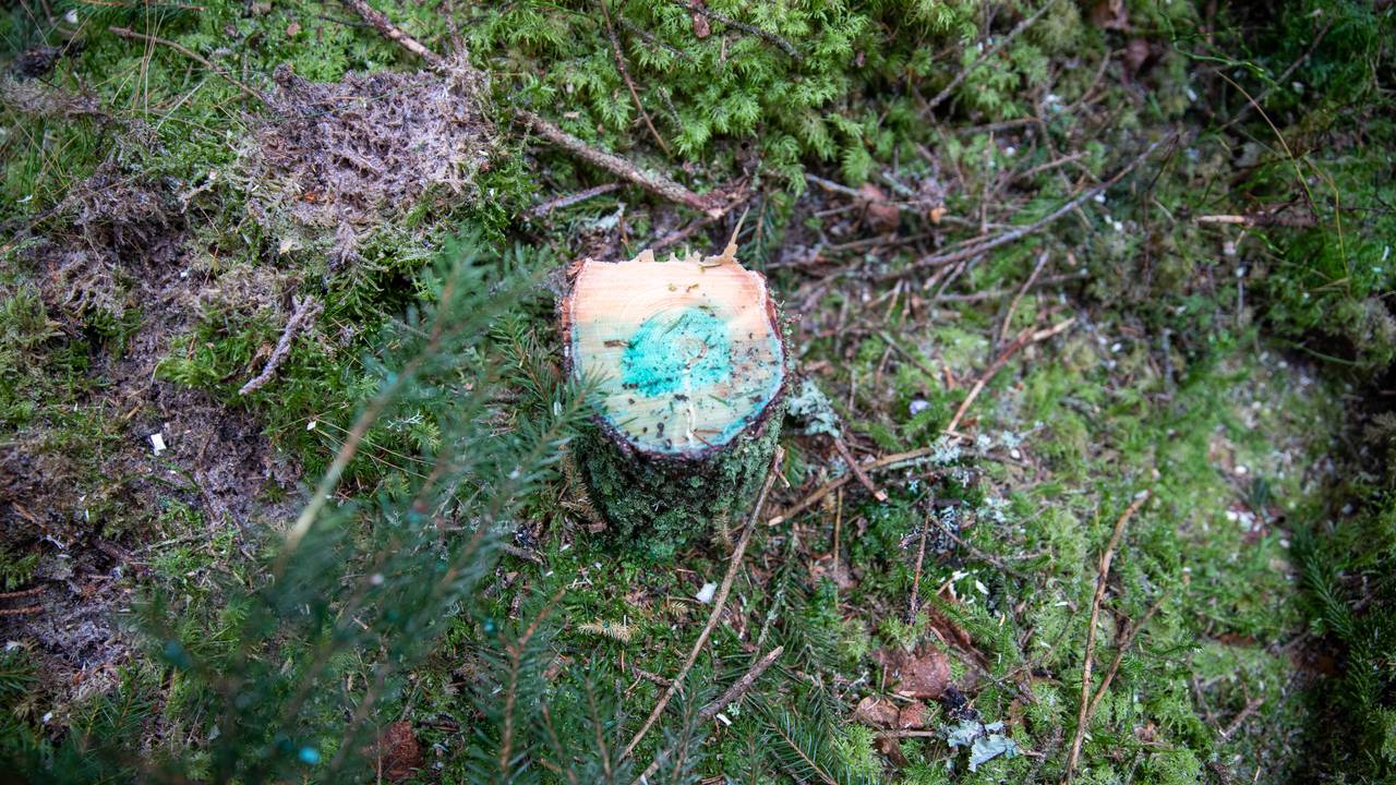 Rotkjuke. Råte. Skog.