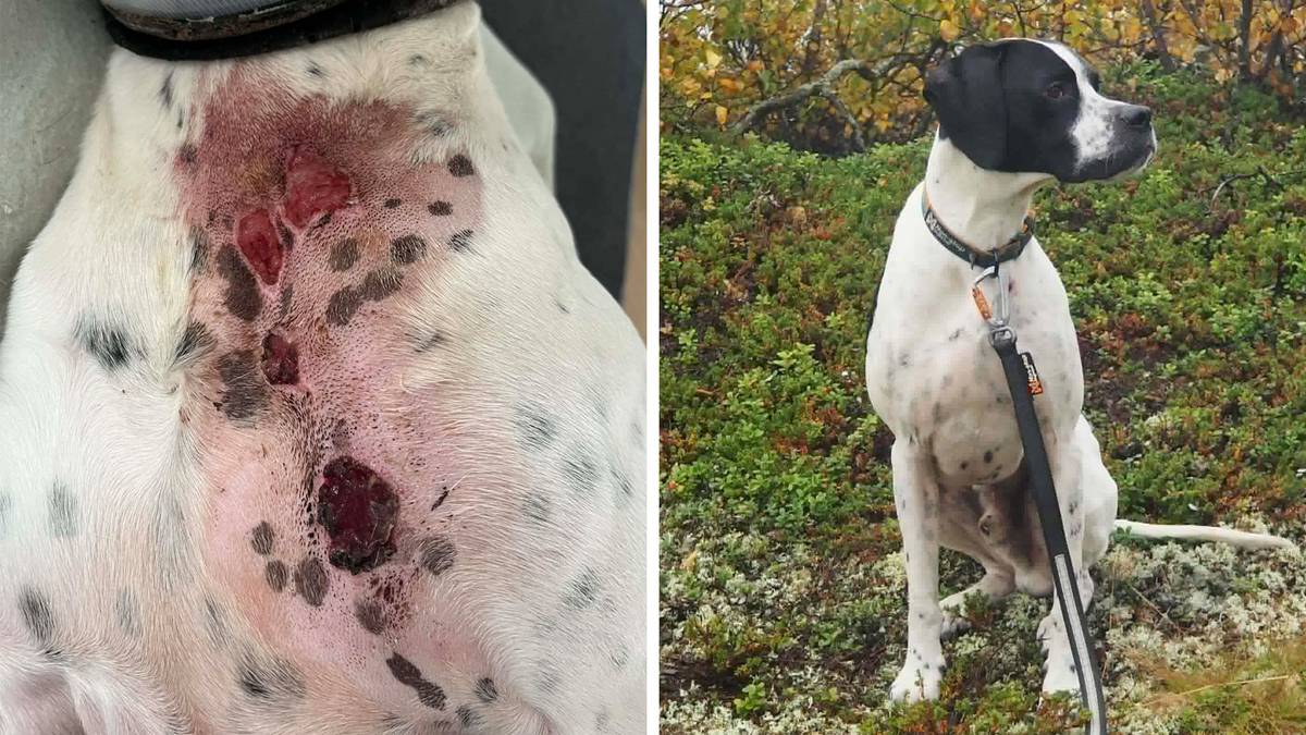 Don Vito fikk etseskader av dummy-halsbånd – nå advares hundeeiere