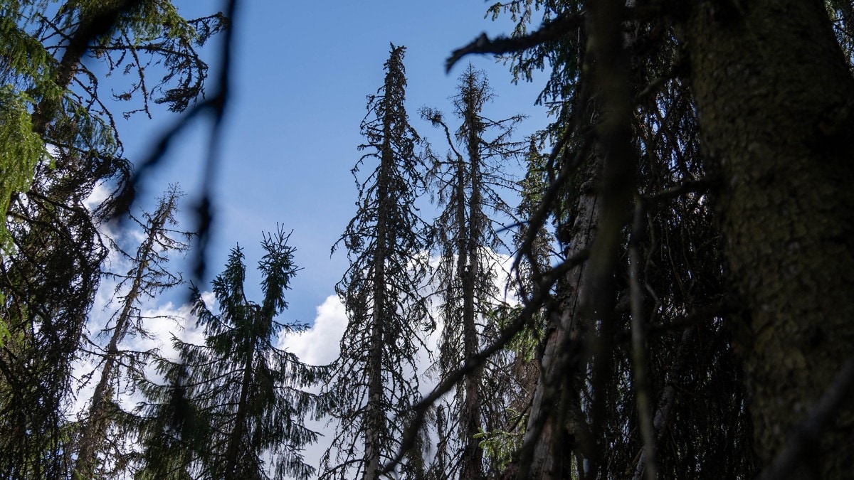 Hogst i naturskogen