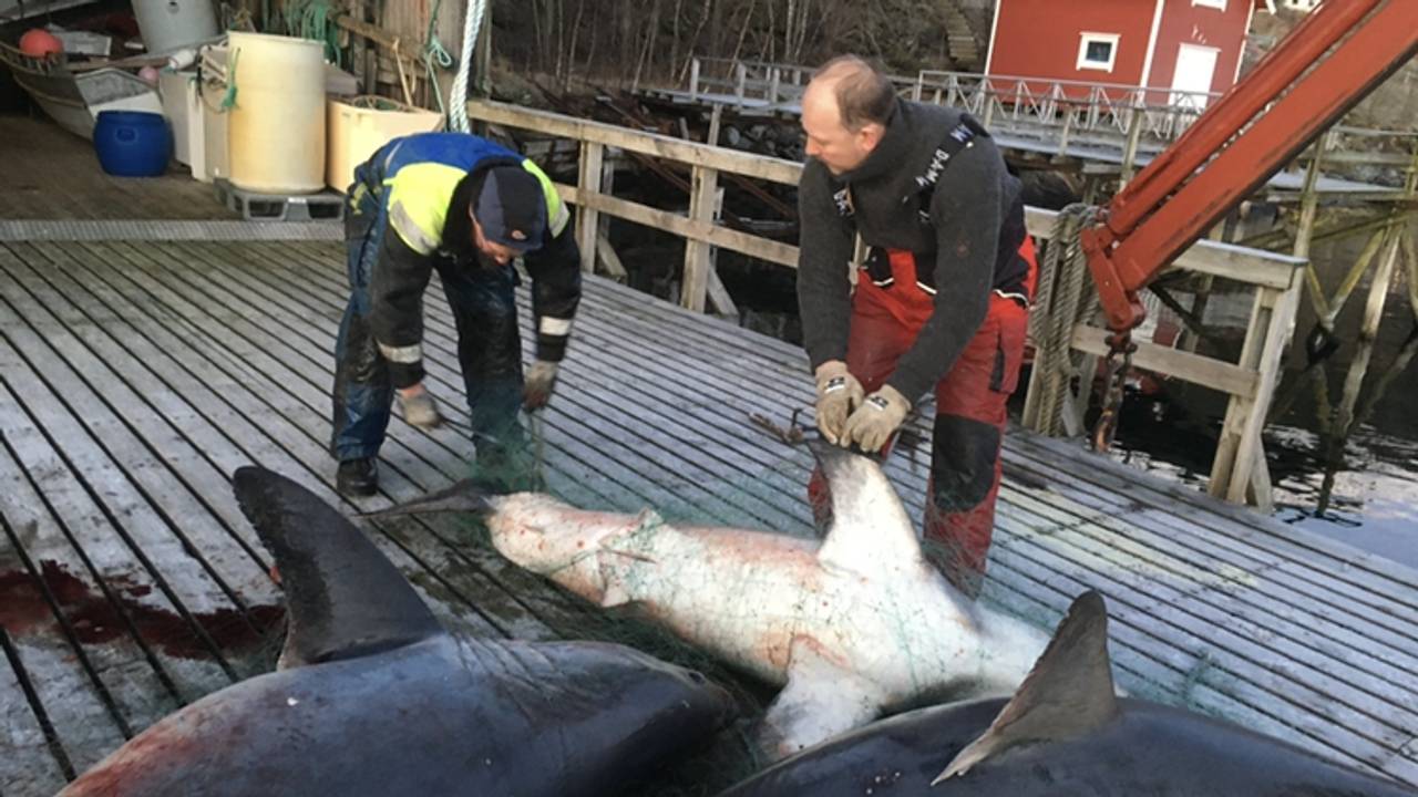 hai_sjohai, sjona, helgeland, torskefiske, garn, håbrann