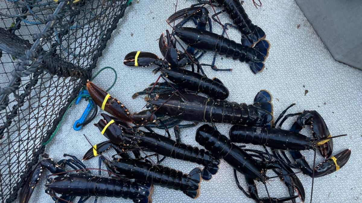 196 beslag i storaksjon mot ulovlig hummerfiske flere steder i landet ...